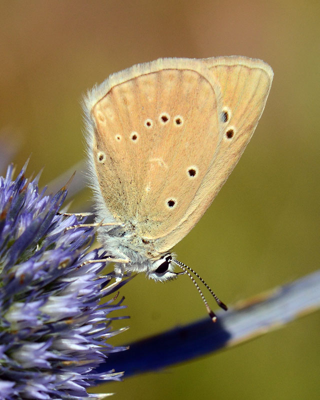 Polyommatus virgilius